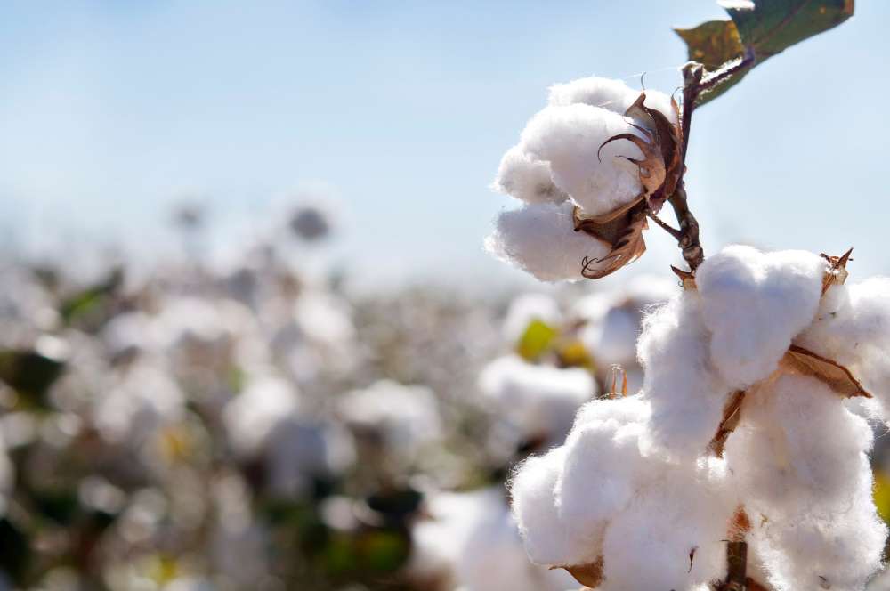 Baumwolle biologisch natürlich  rein Definiton Bio-Baumwolle nachhaltig fair gehandelt